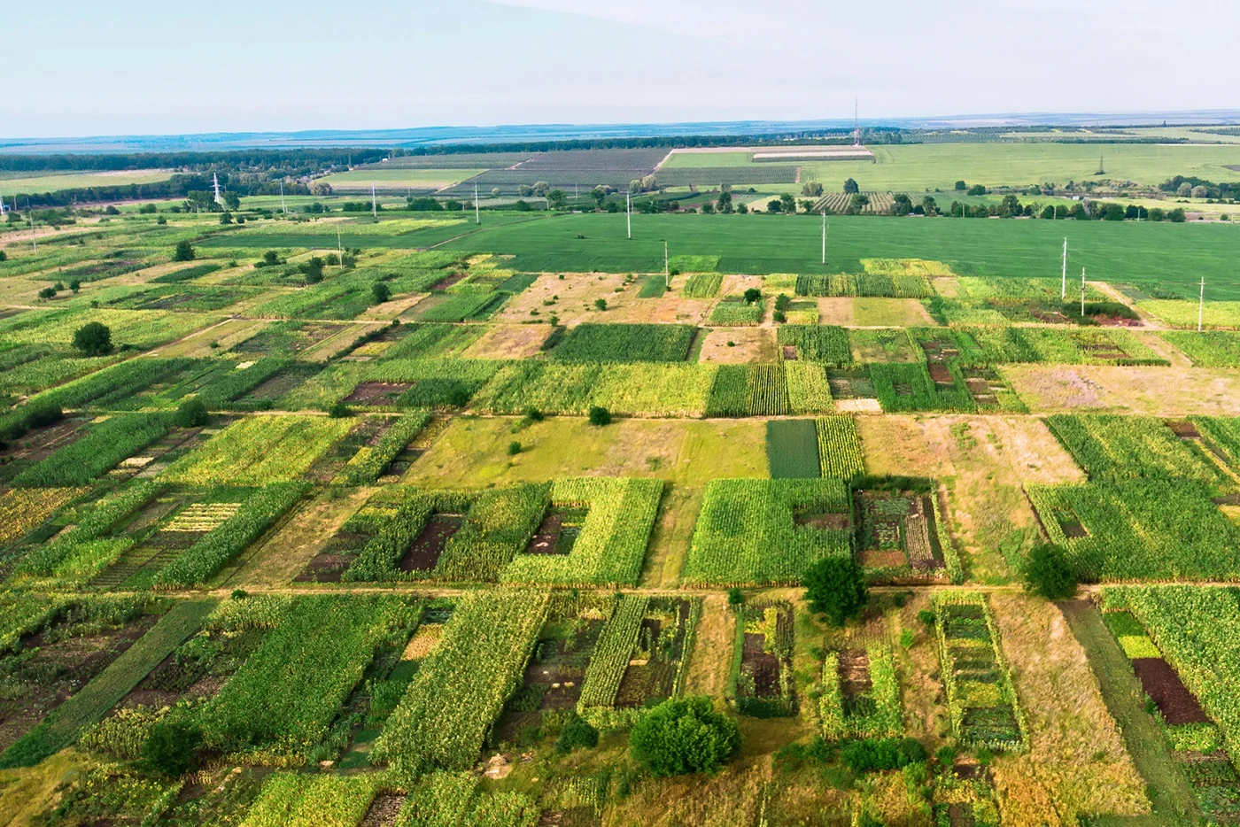 Vue de parcelles agricoles illustrant la division d’un terrain en indivision